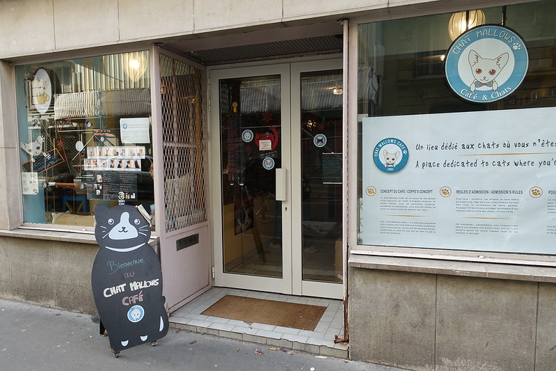 Insolite : les bars à chat à Paris